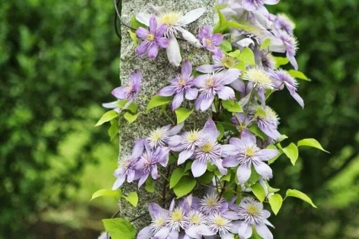 Клематисы уход фото Pin on Garten