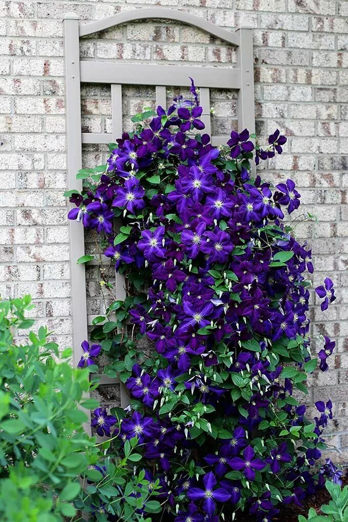 Клематисы уход фото 5 Simple Tips For Growing Clematis Vines Clematis plants, Climbing clematis, Cle
