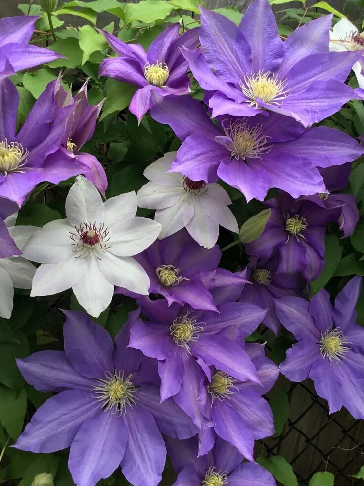 Клематисы уход фото 7 Splendid Climbing Vines for your home and garden 1.Clematis- If you want the C