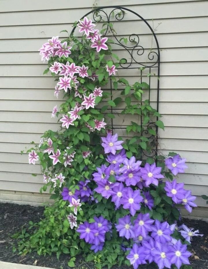 Клематисы уход фото Pin by Sumaiya Khan on Flowers Backyard landscaping designs, Garden design, Clem