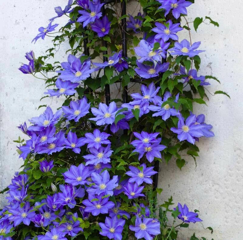Клематисы уход фото 17 Stunning Cottage Garden Perennials - Garden Lovers Club Clematis flower, Clem
