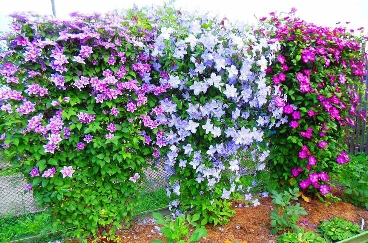 Клематисы уход фото Клематисы. Climbing plants trellis, Trellis plants, Climbing plants