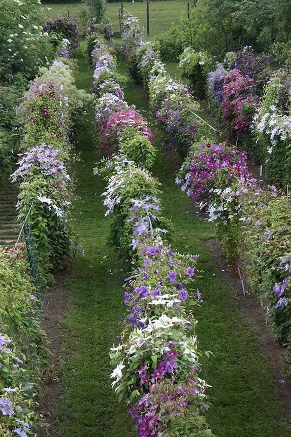 Клематисы в ландшафтном дизайне дачного Clematis galery from Roogoja farm Clematis, Trees to plant, Climbing plants