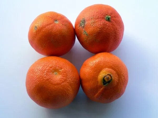 Клементины фрукты фото Clementine fruit Photos in .jpg format free and easy download unlimit id:188562