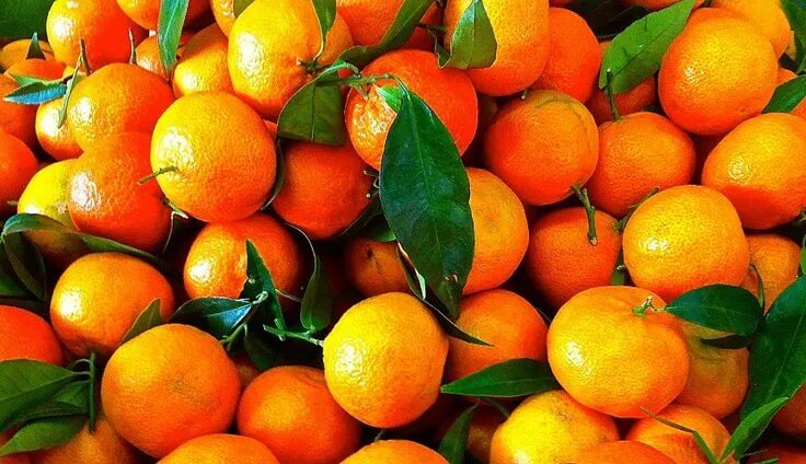 Клементины фрукты фото clementines_maroc.jpg (832 × 480) Brussel sprouts, Seasonal food, In season prod