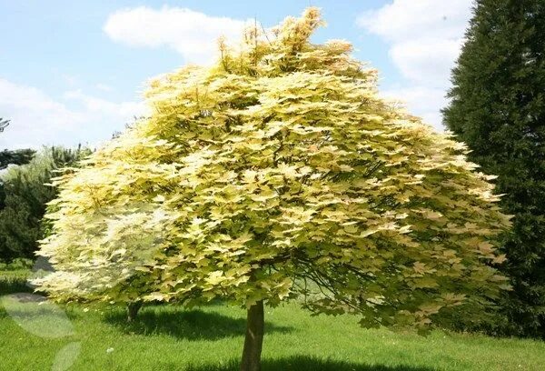 Клен белый фото Acer pseudoplatanus 'Brilliantissimum' - maple