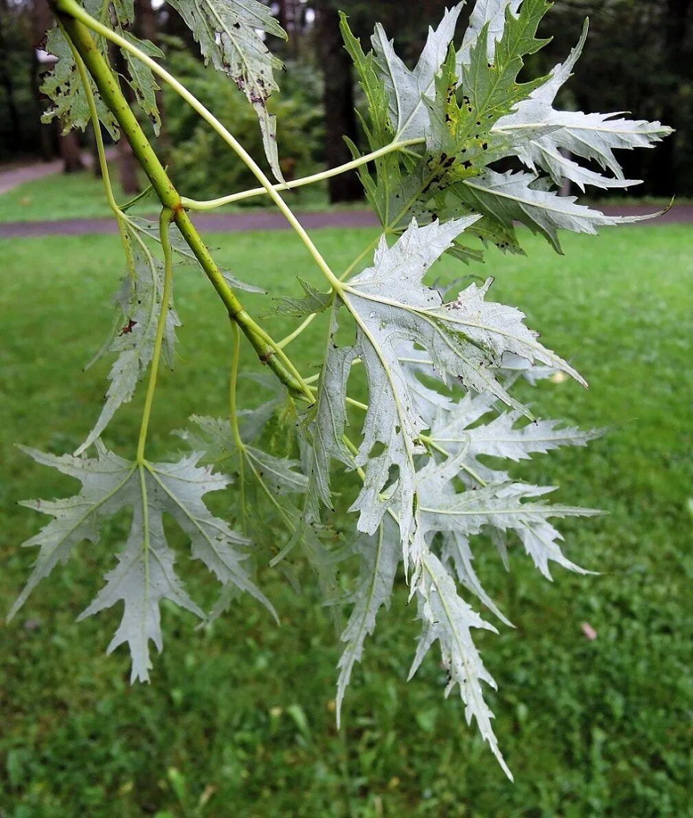 Клен белый фото Acer saccharinum - Image of an specimen - Plantarium