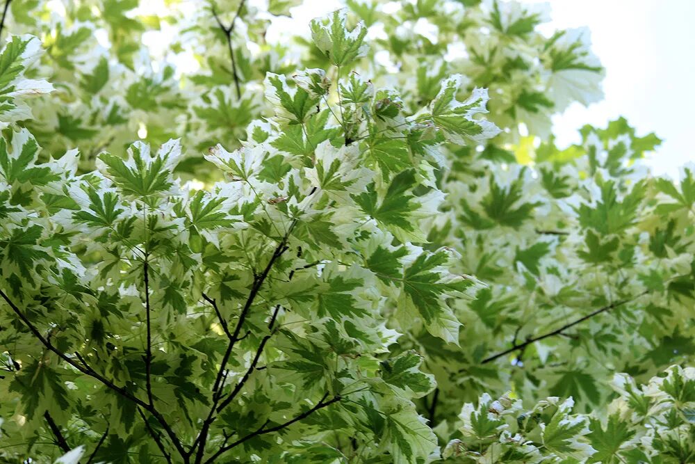 Клен белый фото File:Клен остролистный "Друммонди" - Acer platanoides 'Drummondii'.jpg - Wikimed