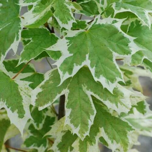 Клен белый фото English grown Norway ACER MAPLE, variegated, purple, gold, green Novem delivery 