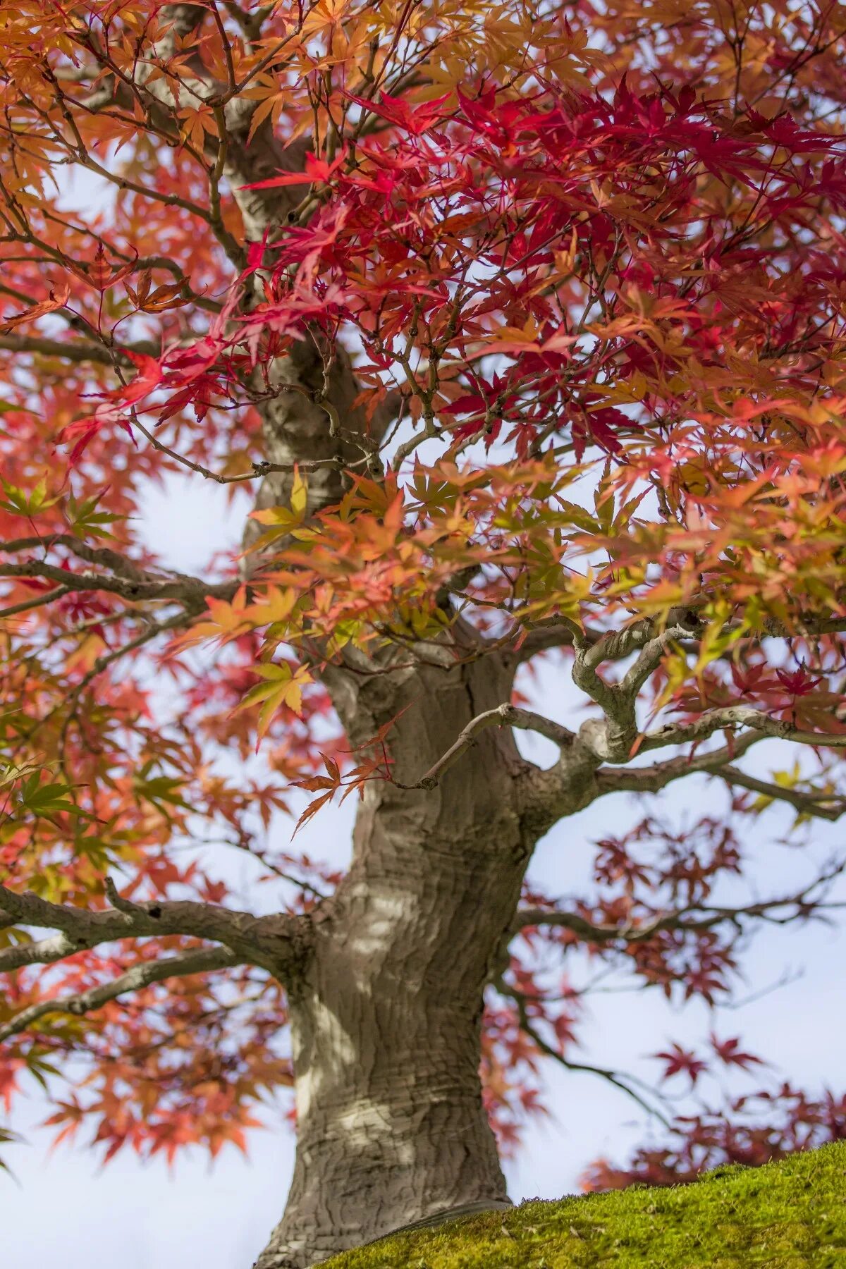 Клен дерево фото Free Images : nature, branch, wood, flower, autumn, botany, season, maple tree, 