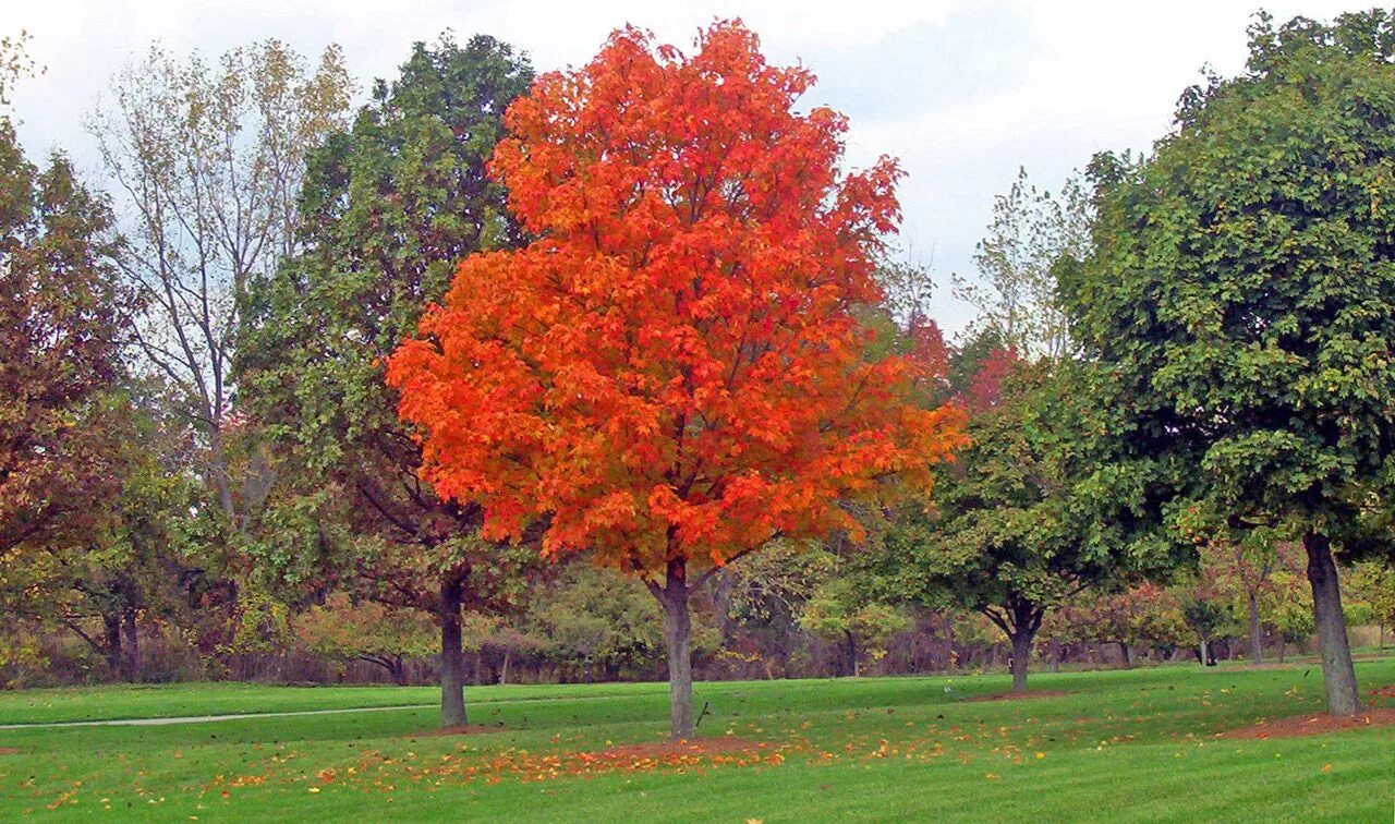 Клен дерево фото maple tree3 Trees to plant, Maple tree seeds, Tree seeds