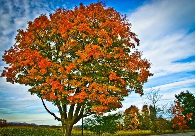 Клен дерево фото Tree Photographs Incredible Snaps