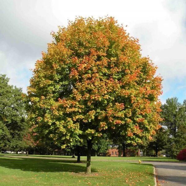 Клен дерево фото Buy Shantung Maple (Acer Truncatum) 20+ seeds online :: Seeds :: HobbySeeds Stor