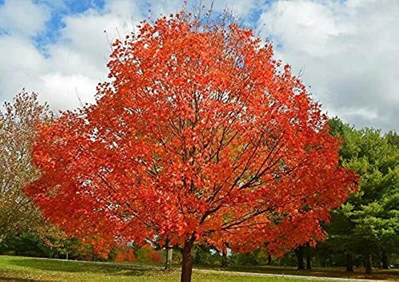 Клен дерево фото Amazon.com: autumn blaze red maple tree