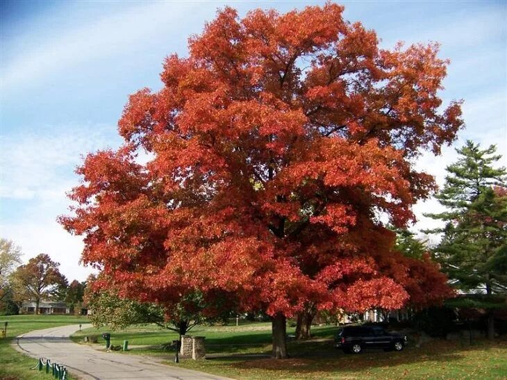 Клен дерево фото Top 10 Fastest Growing Shade Trees Fast growing shade trees, Shade trees, Orname