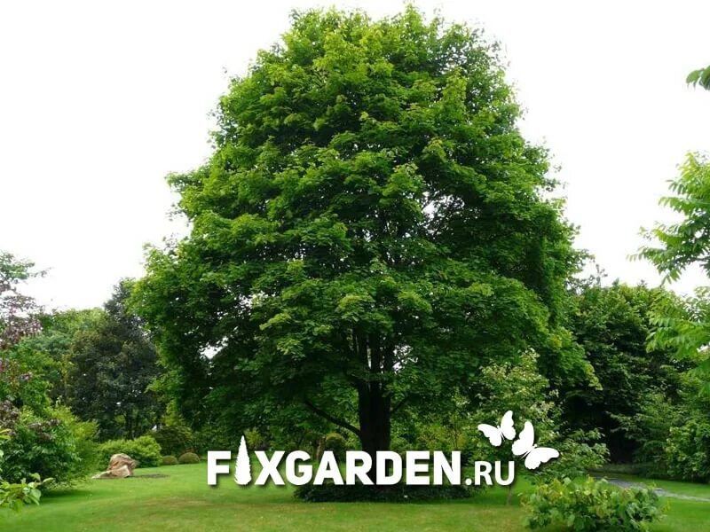 Клен дерево фото Остролистный клен купить саженцы в питомнике FixGarden