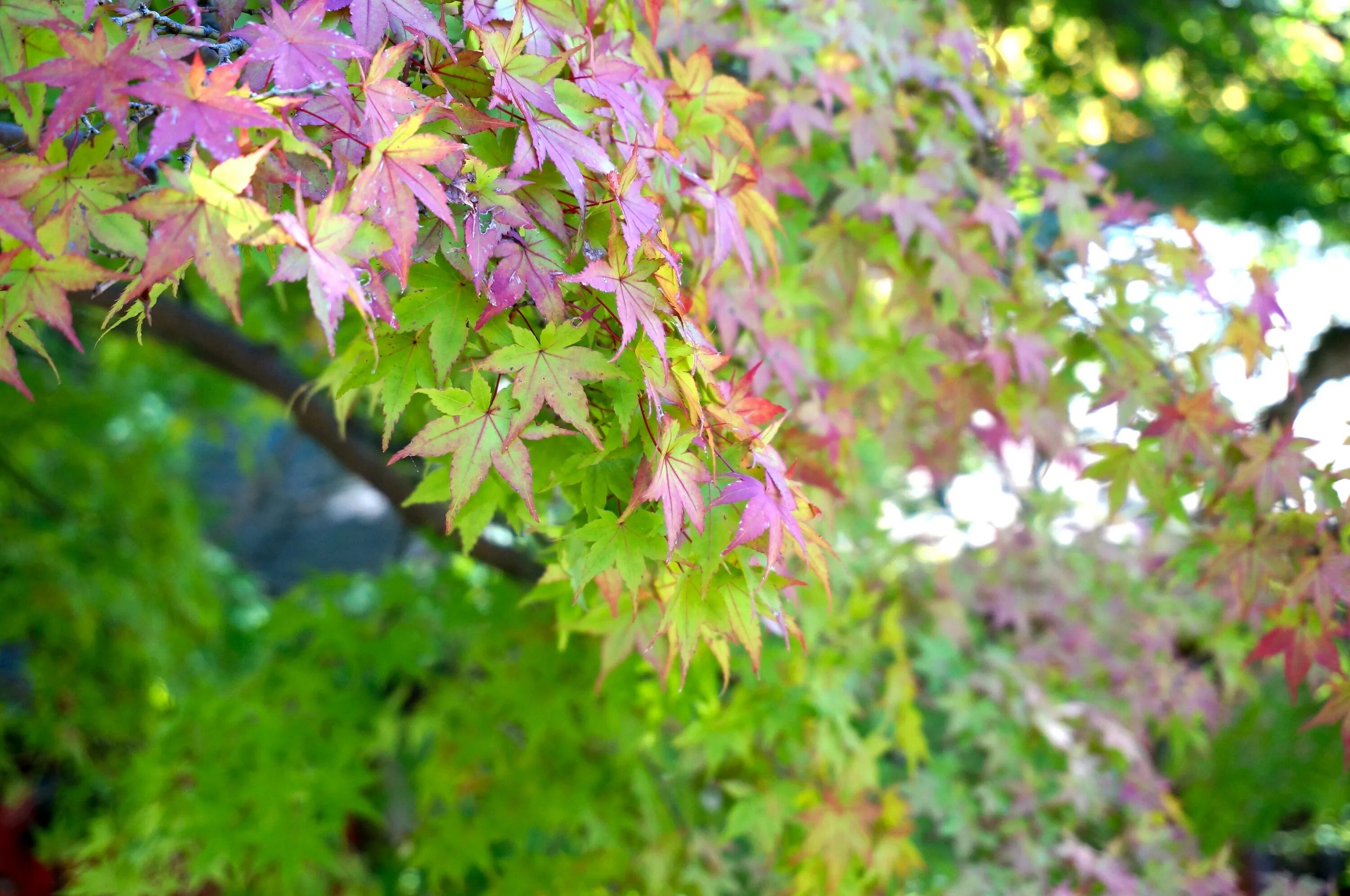 Клен фото цветов Free Images : tree, nature, branch, blossom, meadow, sunlight, leaf, flower, gre