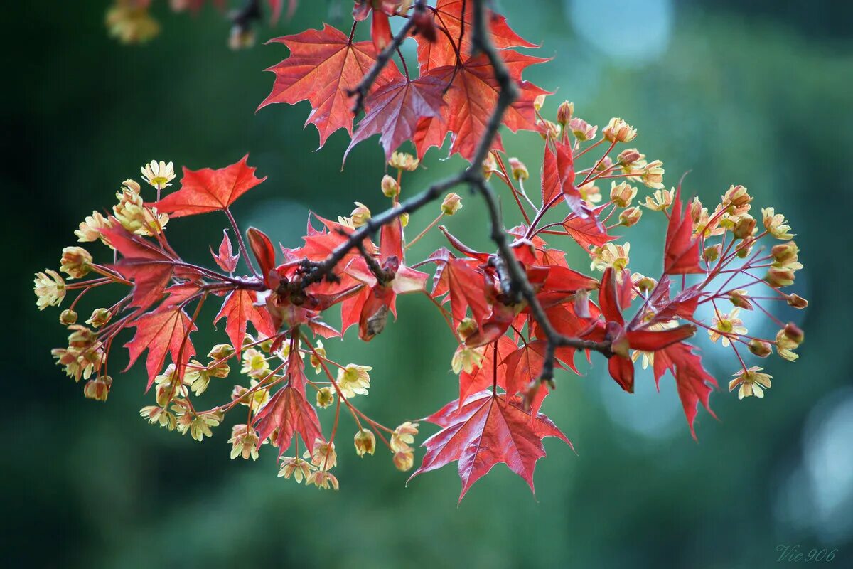 Клен фото цветов Maple flowers - maple flowers,tree,branch,blossom branches,yellow green,spring,a