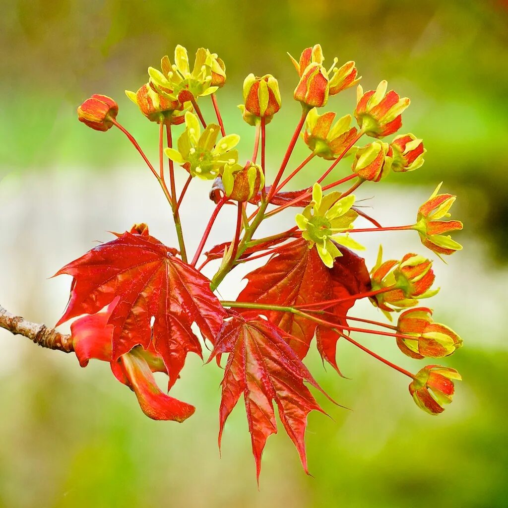 Клен фото цветов Maple Flowers I planted this Schwedler Maple a number of y. Flickr