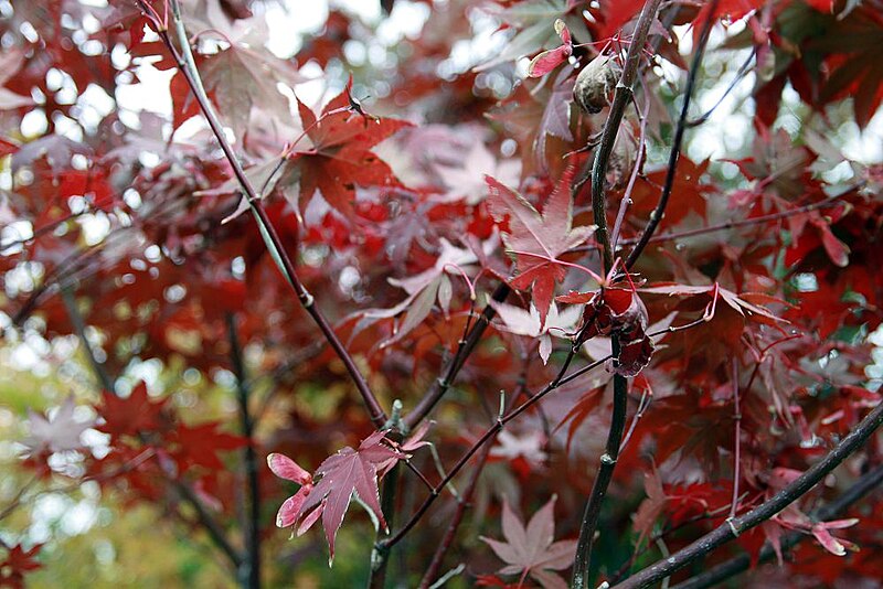 Клен фото цветов File:Acer palmatum Bloodgood 13zz.jpg - Wikipedia