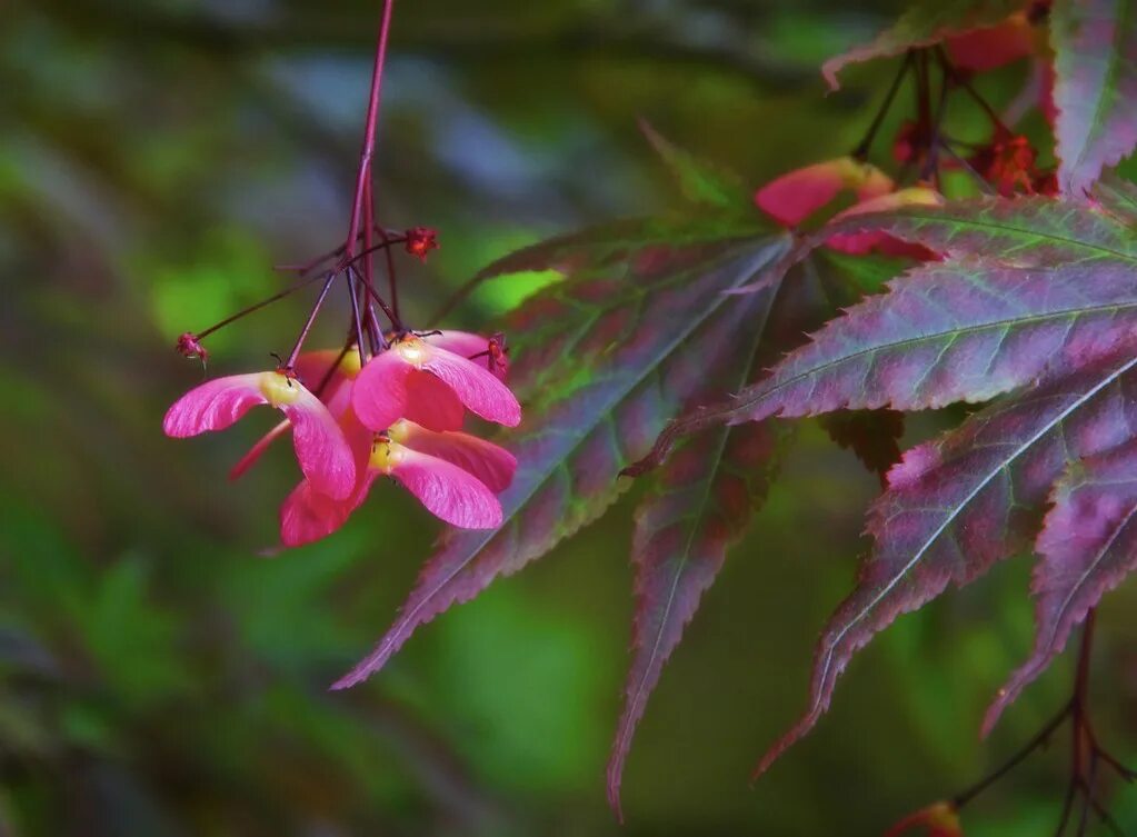 Клен фото цветов Japanese Maple Seeds (double samara) Hanging from the Japa. Flickr