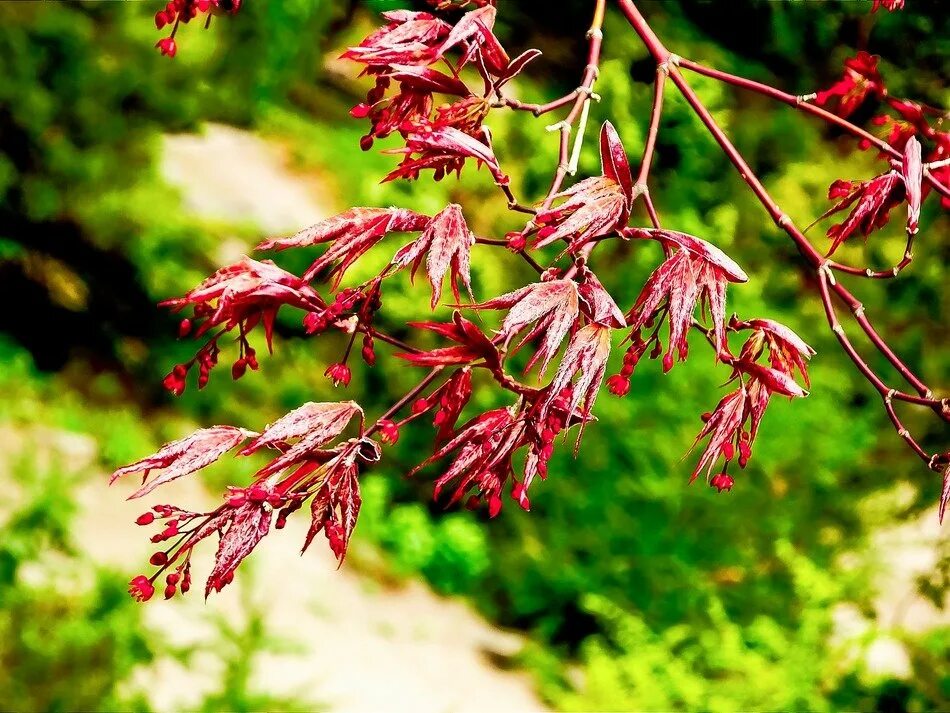 Клен фото цветов Colorful red japanese maple on a blurred background free image download