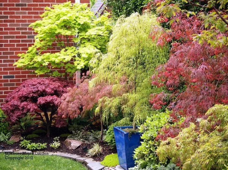 Клен гиннала описание в ландшафтном дизайне brighter, lighter red and quite dwarf Japanese maple garden, Japanese garden lan