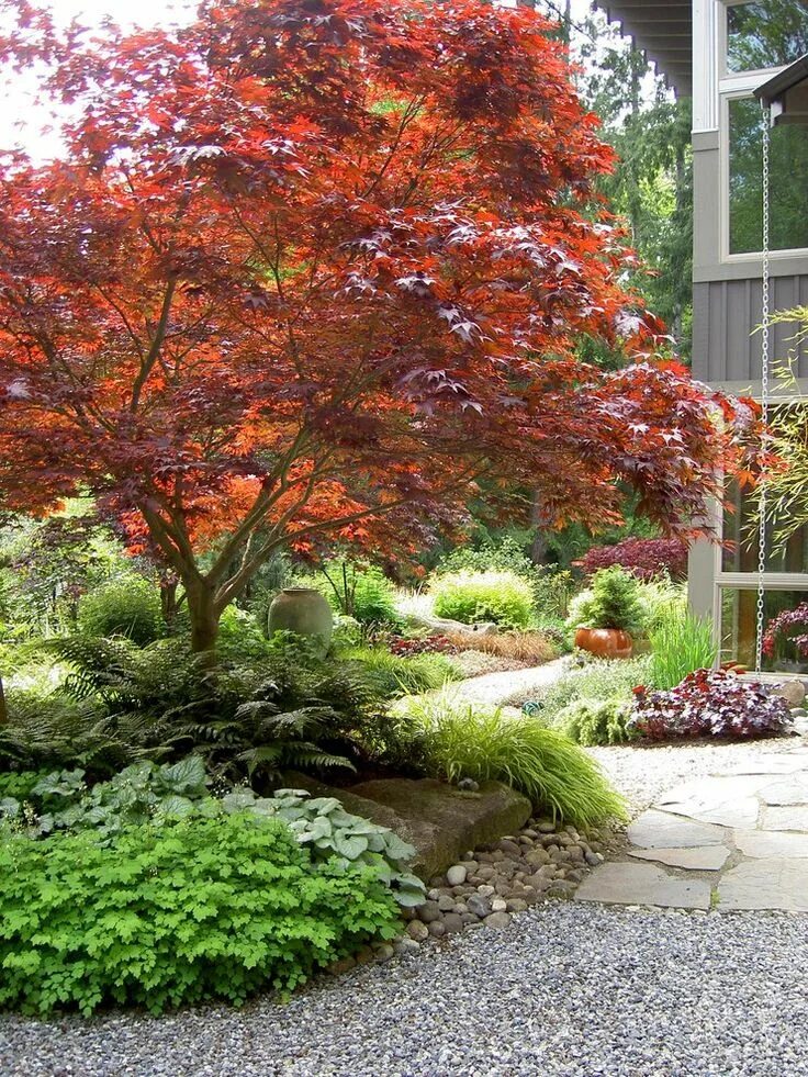 Клен гиннала описание в ландшафтном дизайне Sumptuous Coral Bark Japanese Maple vogue Seattle Traditional Landscape Innovati