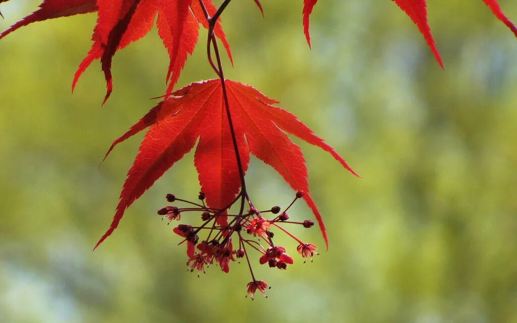 Клен канадский фото листьев Japanese Maple leaf & flowers The flowers of most trees ar. Flickr