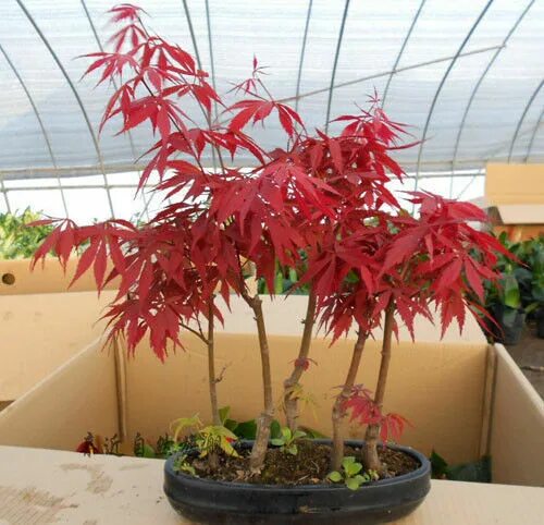 Клен комнатное растение фото 30Pc Japanese Red Maple Tree Seeds Bonsai Rare plant for home garden eBay