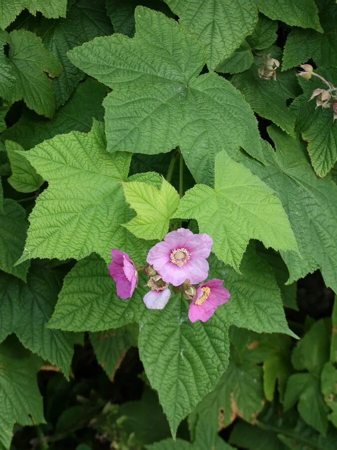 Клен малина фото Rubus odoratus - Image of an specimen - Plantarium