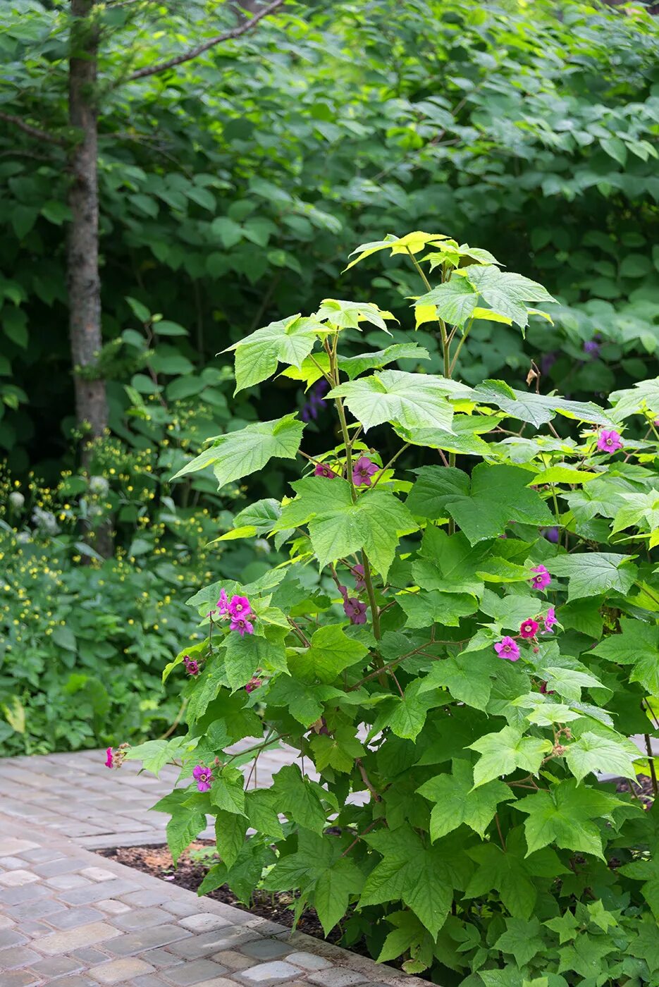 Клен малина фото Rubus odoratus - Image of an specimen - Plantarium