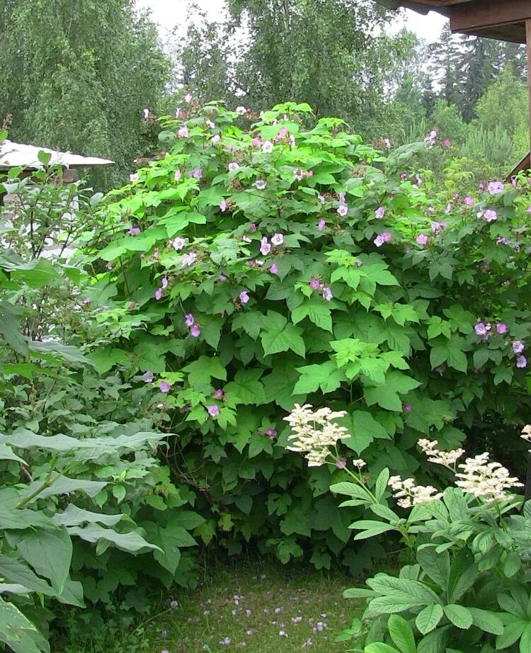 Клен малина фото Малина душистая или малина-клен, Rubus odoratus