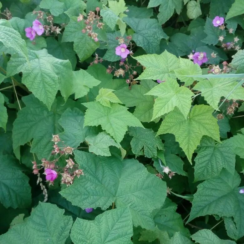 Клен малина фото Фотогалерея малины душистой (Rubus odoratus) Планета земля Фотогалерея природы н