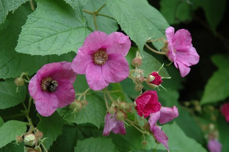 Клен малина фото Flowering Raspberry (Rubus odoratus) at Shelmerdine Garden Center Plants, Plant 