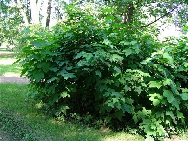 Клен малина фото Малина душистая, малино-клен - Rubus odoratus L. (1) - Мегаэнциклопедия Кирилла 