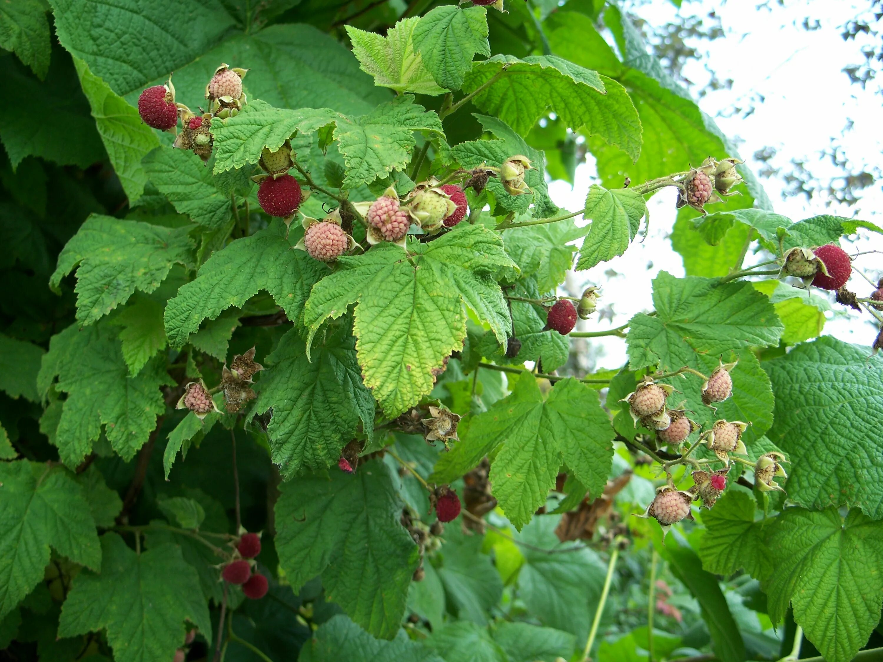 Клен малина фото Экстракт плодов Rubus idaeus: полезные свойства и применение Природная галерея Ф