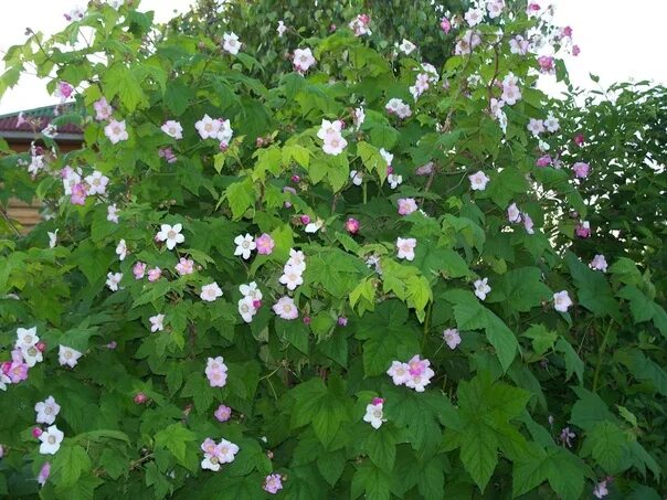 Клен малина фото описание I will sell the ornamental bushes of raspberry maple. Unpretentious. It's growin