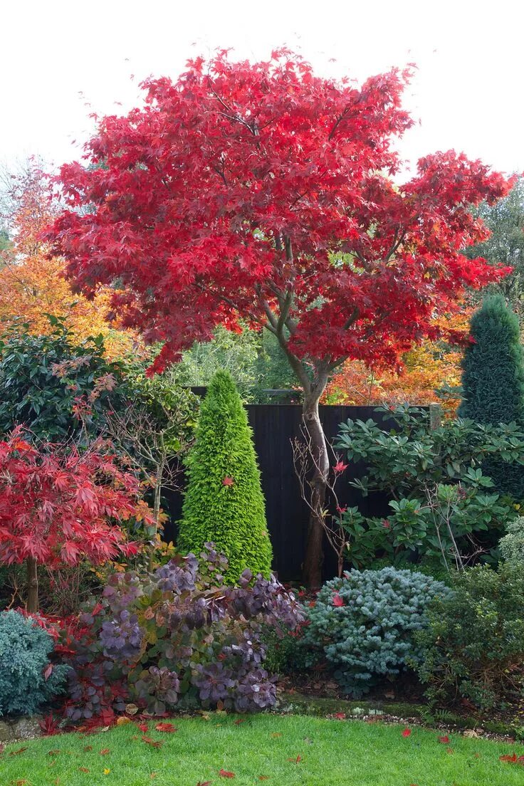 Клен на участке фото Autumn red foliage of Acer palmatum 'Osakazuki' Autumn garden, Dream garden, Gar