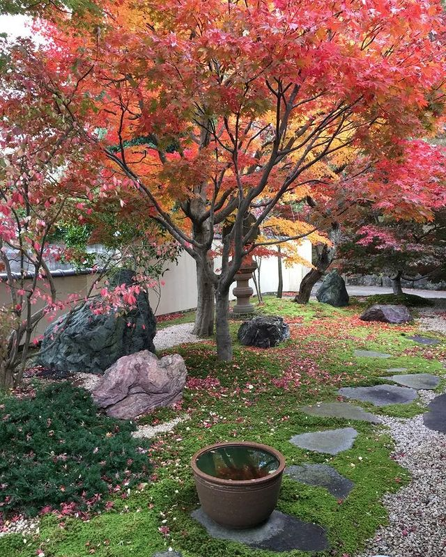 Клен на участке фото Toutes les publications * Instagram in 2023 Japanese garden landscape, Japanese 