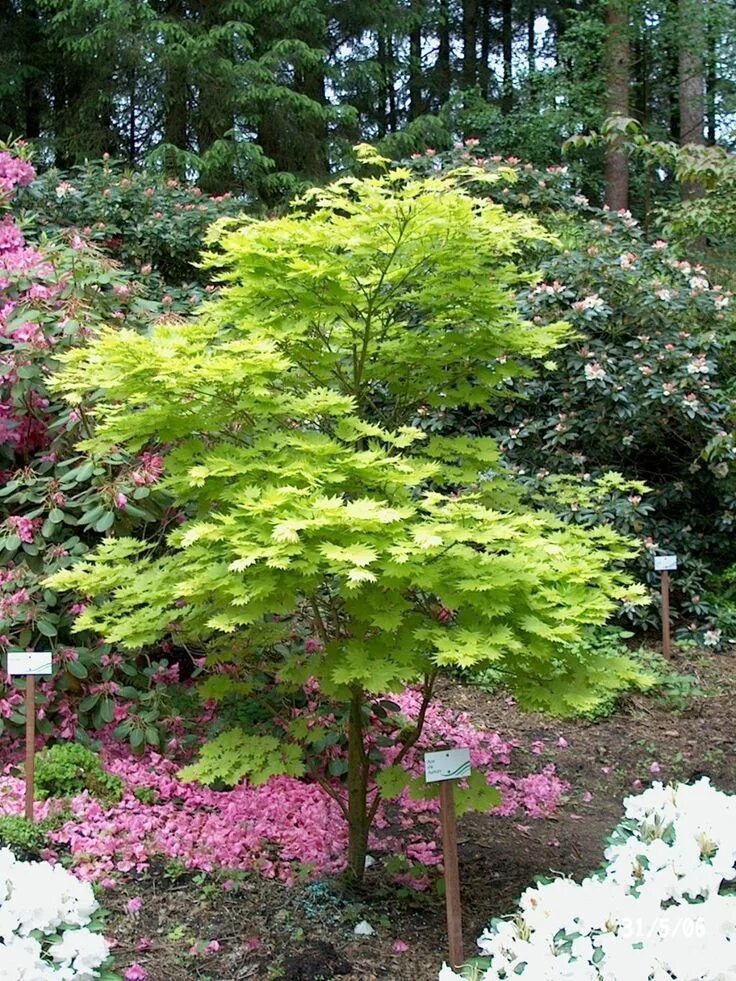 Клен на участке фото Fast growing trees - An introduction Japanese garden, Japanese maple tree, Garde