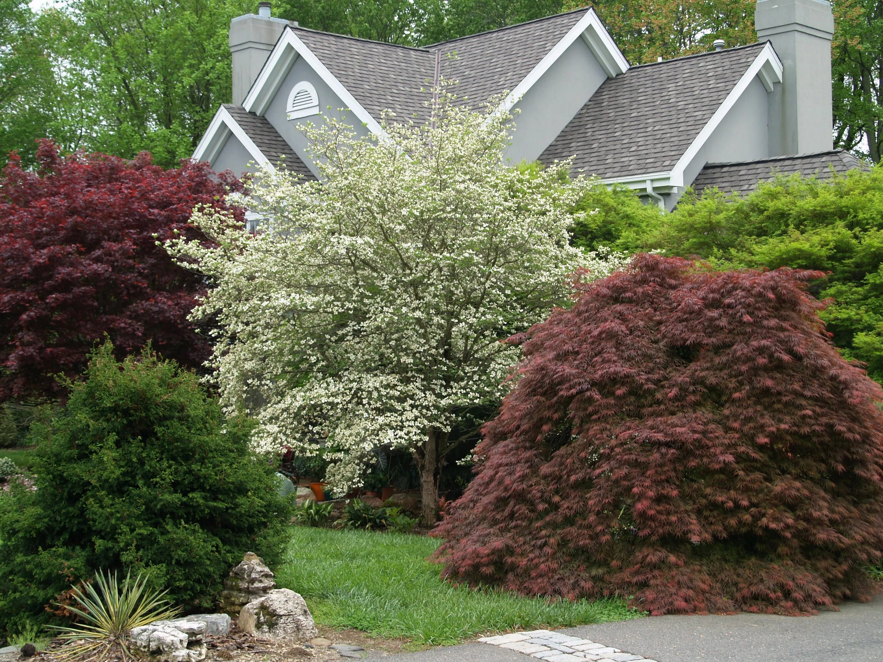 Клен на участке фото japanese maple and dogwood look so pretty together Идеи для садового дизайна, Ве