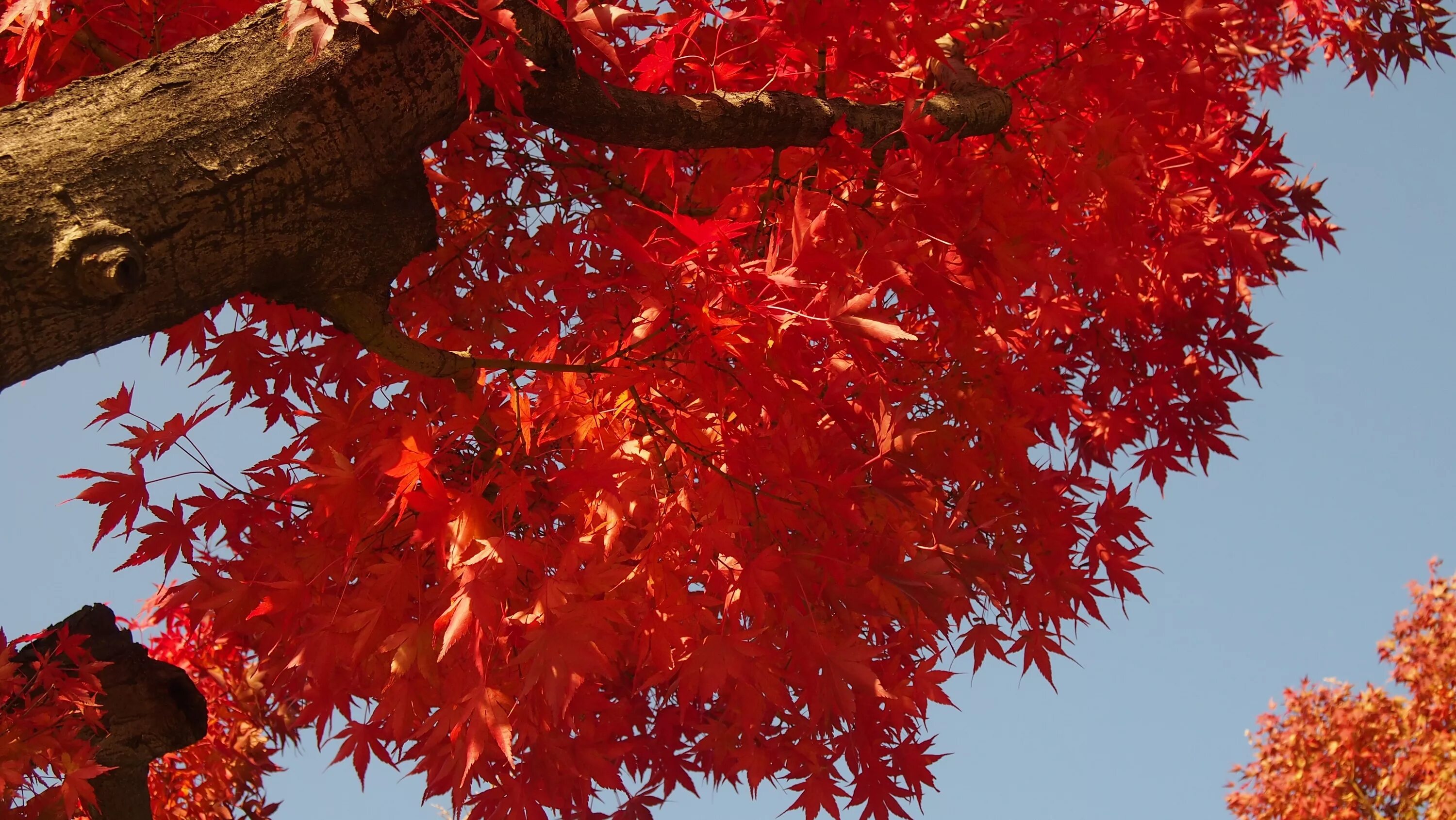 Клен осенью фото Free Images : branch, wood, flower, red, season, maple tree, maple leaf, rowan, 