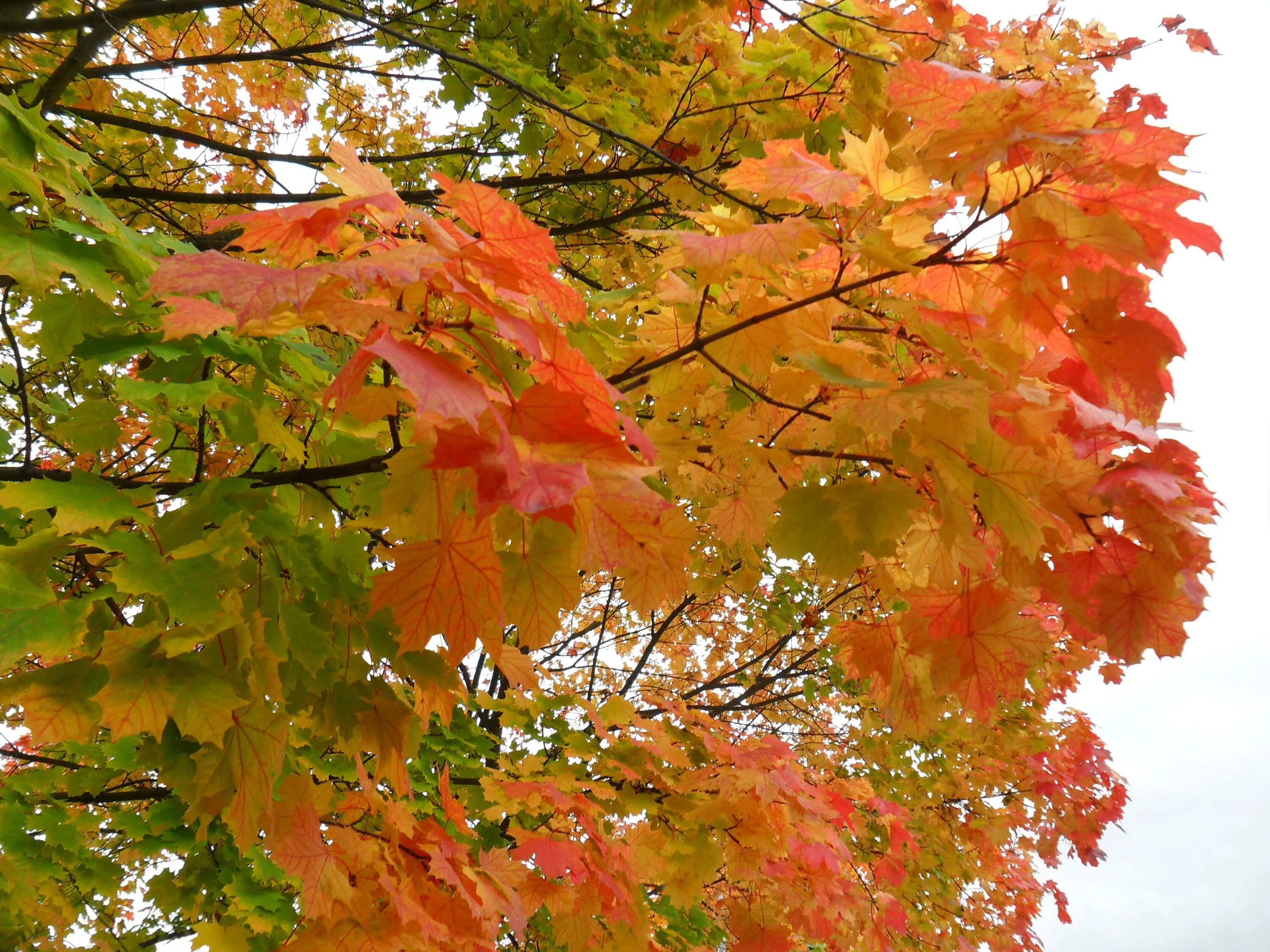 Клен осенью фото дерева и листьев Maple autumn leaves free image download