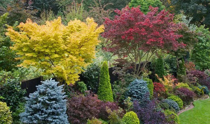 Клен серебристый фото в ландшафтном дизайне Acer palmatum 'Sango-kaku' and Acer palmatum 'Trompenburg' Japanese maples in au