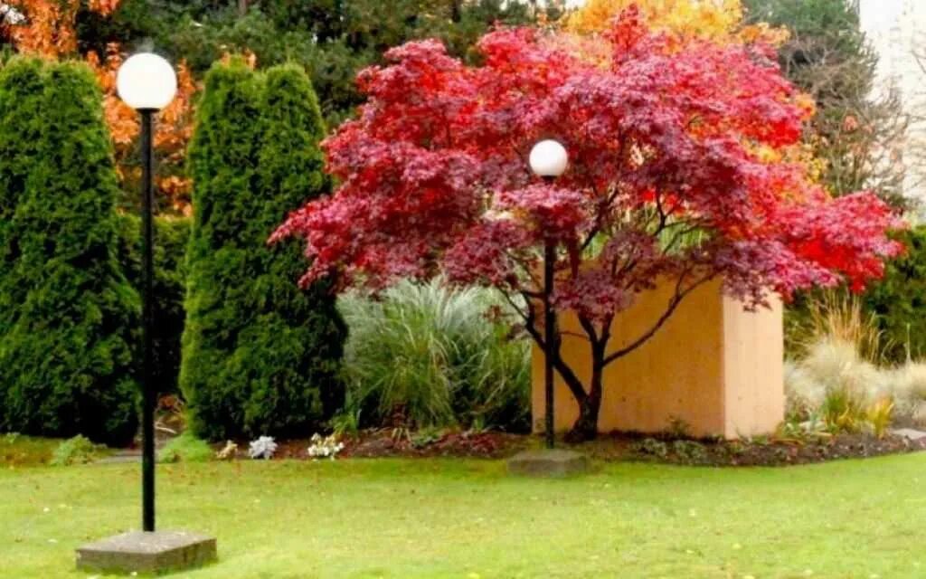 Клен серебристый фото в ландшафтном дизайне Japanese ornamental maple tree