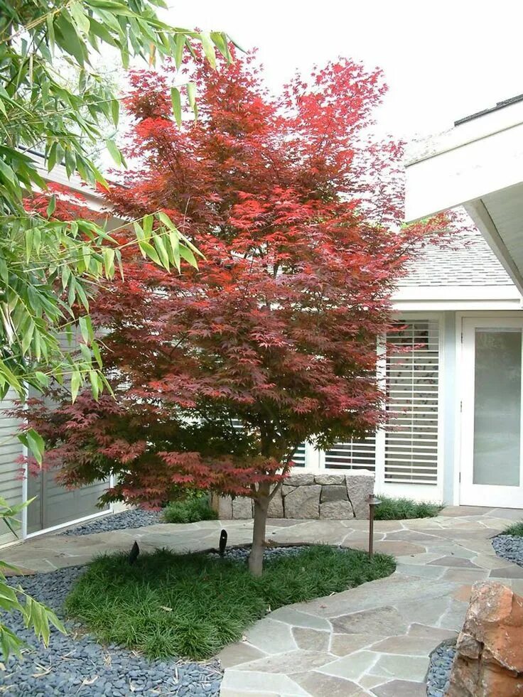 Клен серебристый фото в ландшафтном дизайне Japanese Maple Focal Point Trees for front yard, Japanese garden, Plants