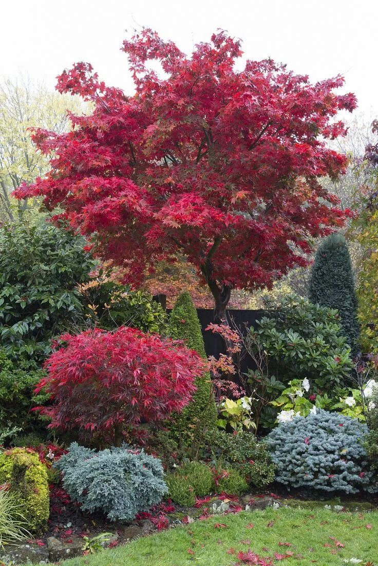 Клен серебристый фото в ландшафтном дизайне Acer palmatum 'Osakazuki' tree in autumn Japanese garden landscape, Maple tree l
