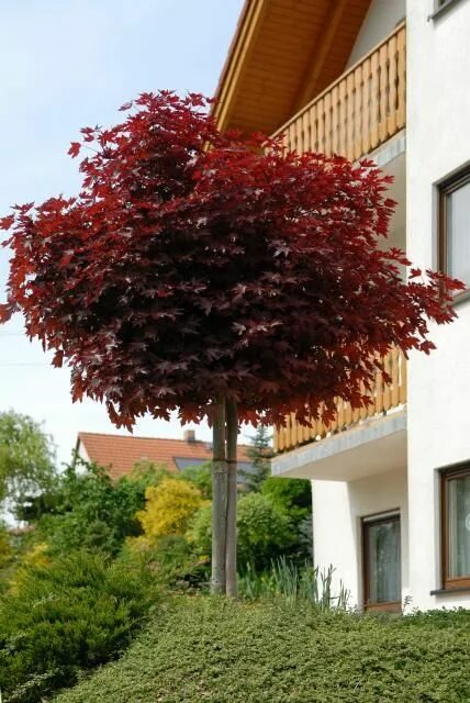 Клен серебристый фото в ландшафтном дизайне Acer platanoides 'Crimson Sentry' Garten pflanzen, Bäume garten, Baumgarten