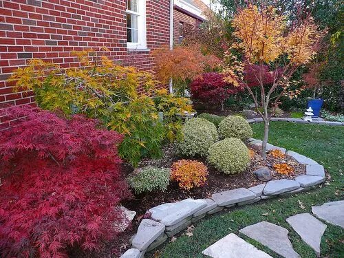 Клен серебристый фото в ландшафтном дизайне Pin on Gardening